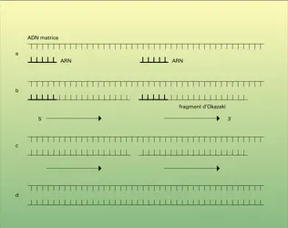 Biosynthèse de l'ADN - crédits : Encyclopædia Universalis France