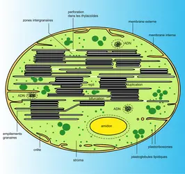 Infrastructure de chloroplaste granaire - crédits : Encyclopædia Universalis France