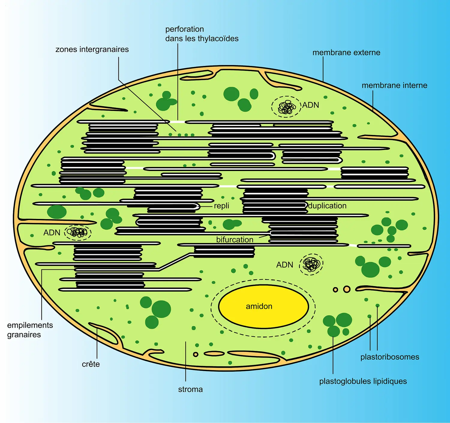 Infrastructure de chloroplaste granaire