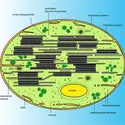 Infrastructure de chloroplaste granaire - crédits : Encyclopædia Universalis France