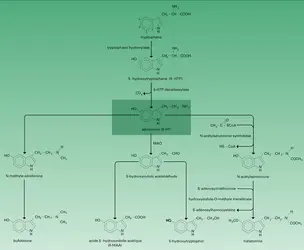 Biosynthèse et catabolisme - crédits : Encyclopædia Universalis France