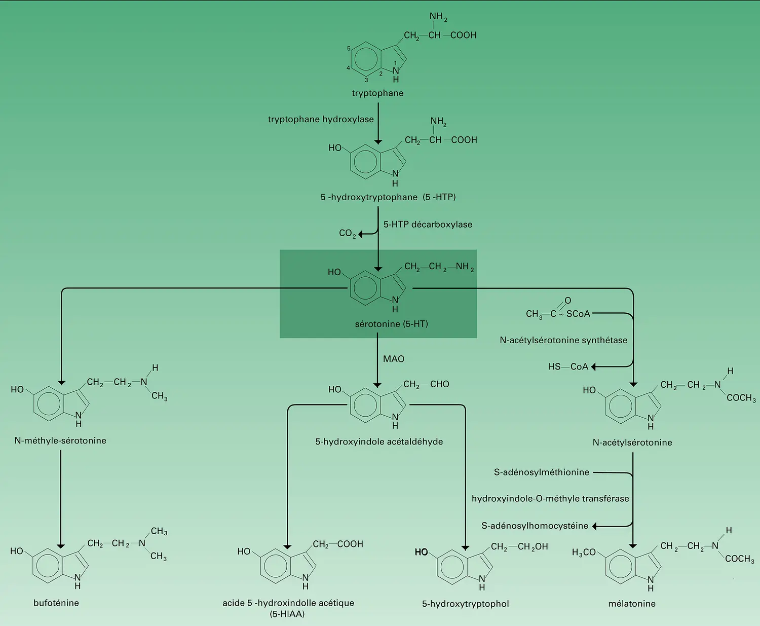 Biosynthèse et catabolisme