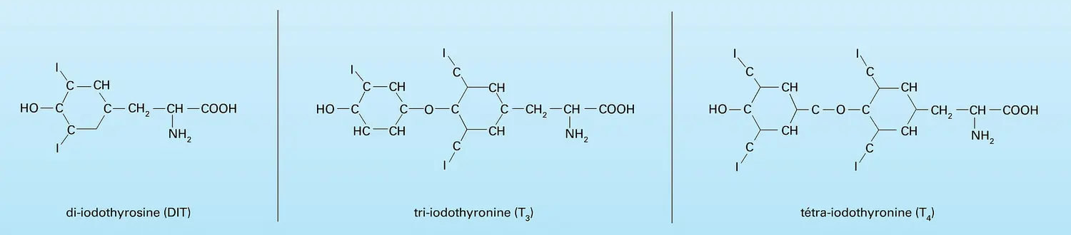 Di-iodothyrosine et hormones thyroïdiennes