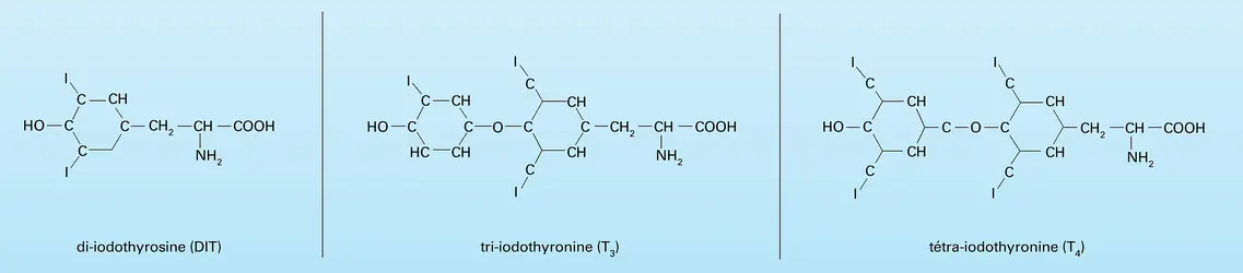 Di-iodothyrosine et hormones thyroïdiennes - crédits : Encyclopædia Universalis France