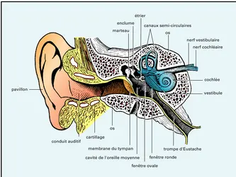 Oreille humaine - crédits : Encyclopædia Universalis France