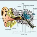 Oreille humaine - crédits : Encyclopædia Universalis France