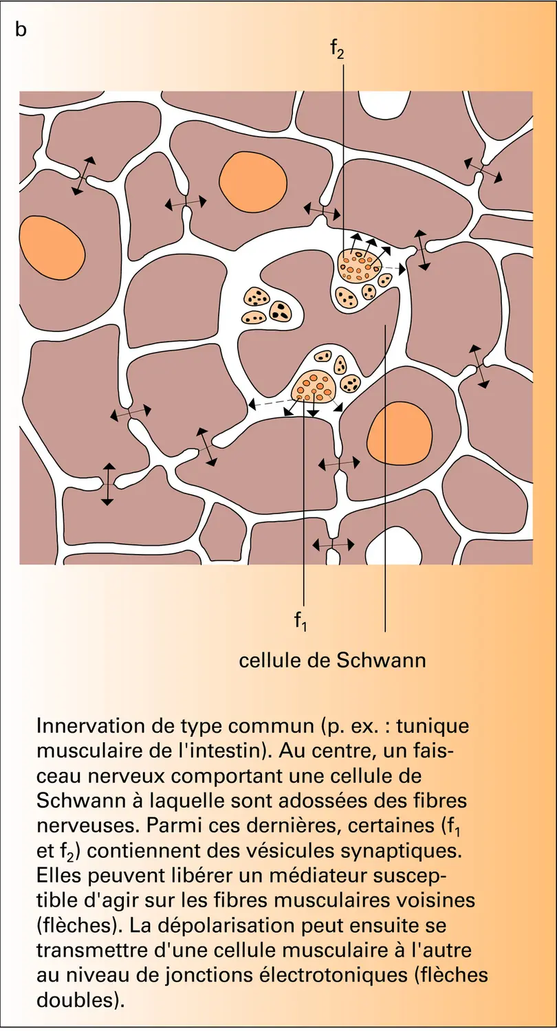 Innervation des muscles lisses - vue 2