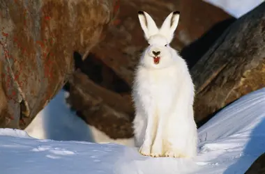 Lièvre arctique - crédits : Wayne R Bilenduke/ The Image Bank/ Getty Images