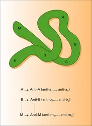 Hétérogénéité des anticorps spécifiques - crédits : Encyclopædia Universalis France