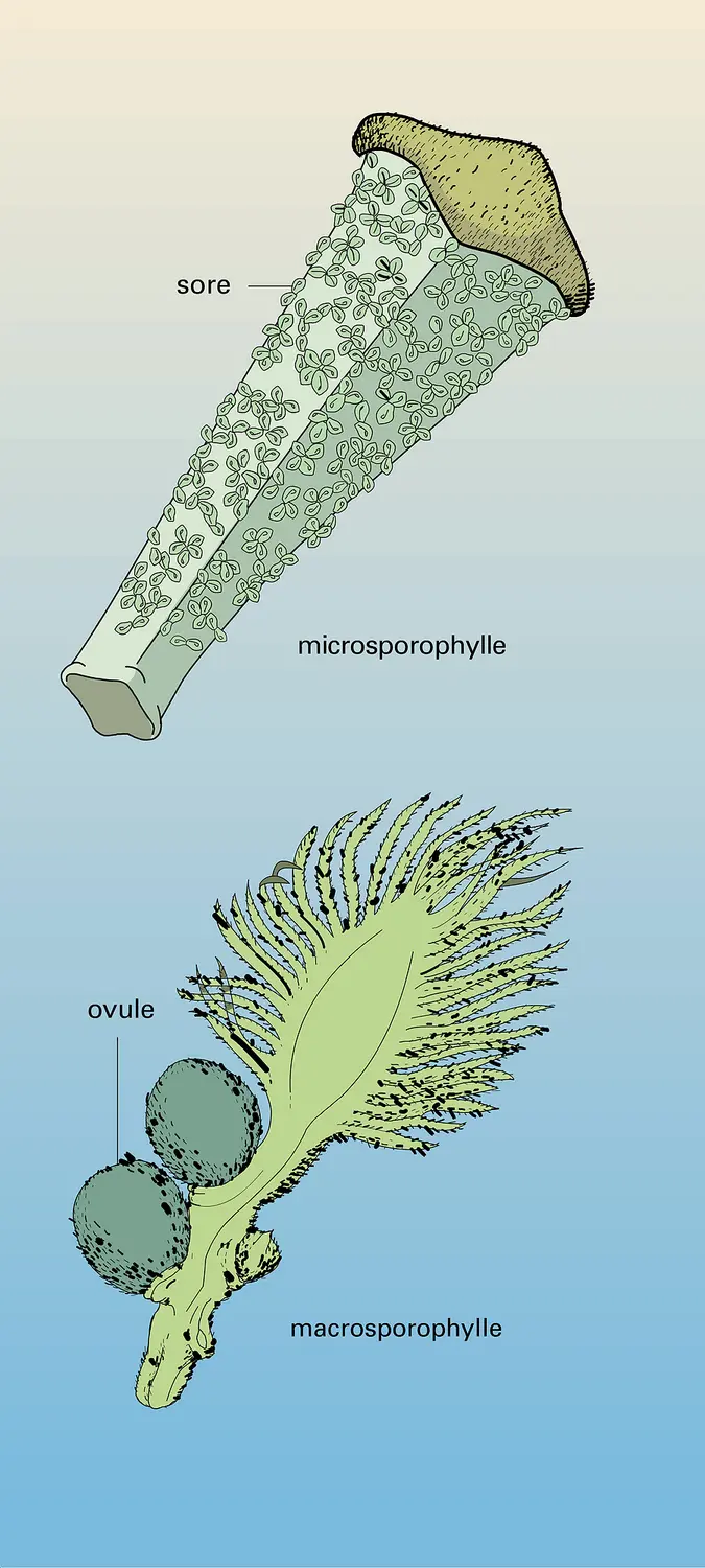 Écailles fertiles de Cycas