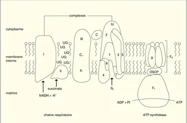 Membrane interne - crédits : Encyclopædia Universalis France