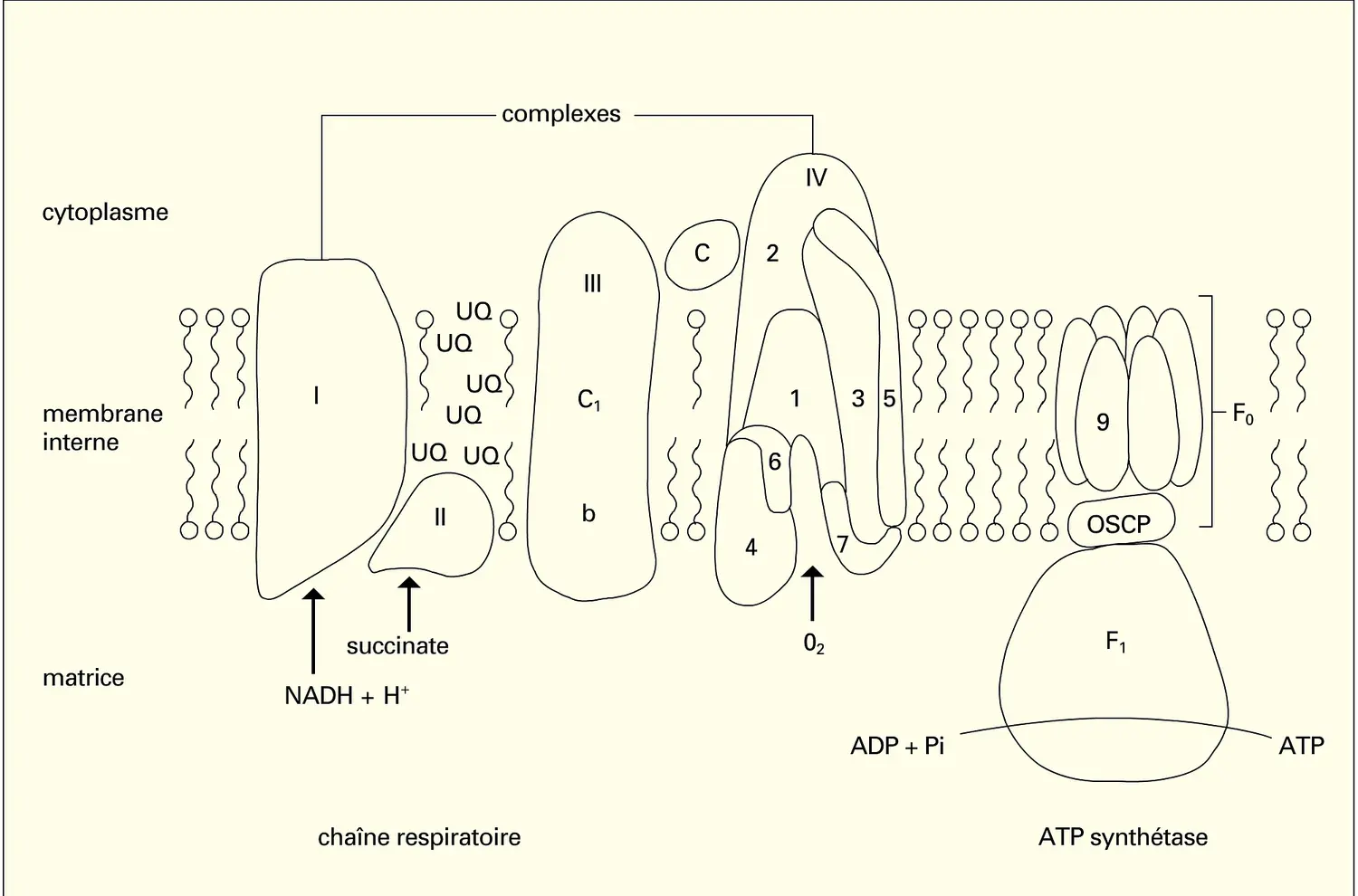 Membrane interne