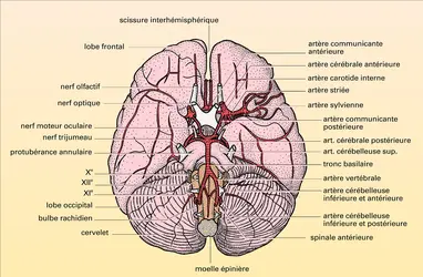 Cerveau humain : vascularisation artérielle - crédits : Encyclopædia Universalis France