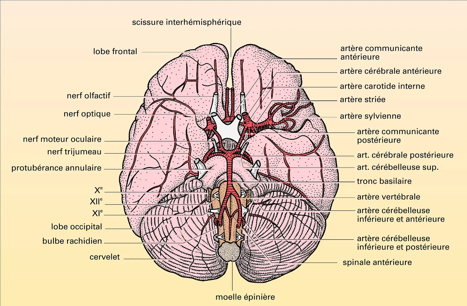 Cerveau humain : vascularisation artérielle