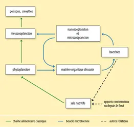 Réseau trophique pélagique - crédits : Encyclopædia Universalis France