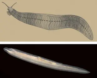 <it>Pikaia</it> et <it>Amphioxus</it> - crédits : M. Parrish/ The Smithsonian Institution ; H. Hillewaert/ Worms World Register of Marine Species 