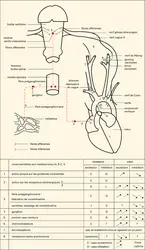 Régulation nerveuse de la circulation sanguine - crédits : Encyclopædia Universalis France