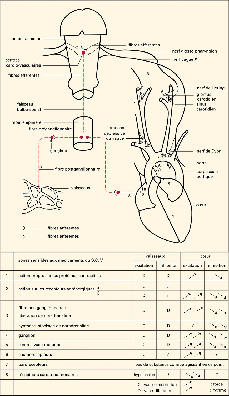 Régulation nerveuse de la circulation sanguine