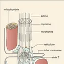 Muscle cardiaque - crédits : Encyclopædia Universalis France