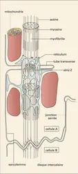 Muscle cardiaque - crédits : Encyclopædia Universalis France