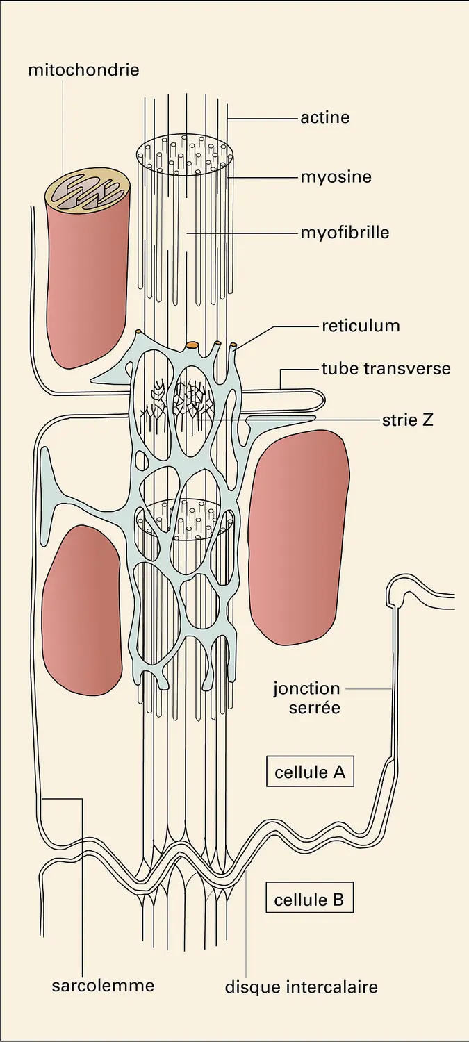 Muscle cardiaque