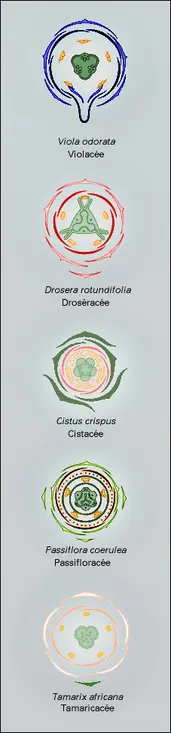 Pariétales : structure florale