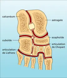 Articulation du tarse - crédits : Encyclopædia Universalis France