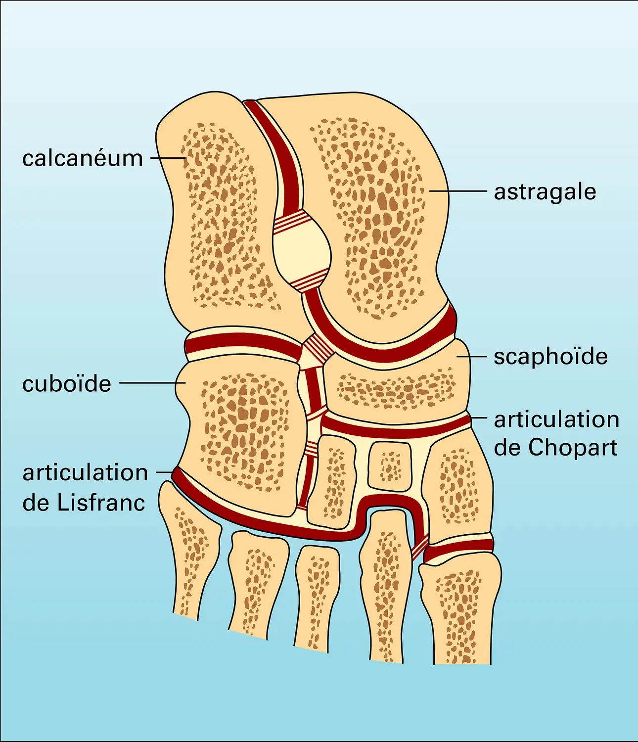 Articulation du tarse