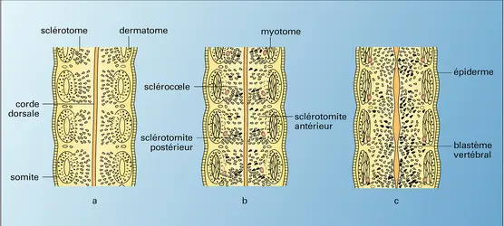 Sclérotomes - crédits : Encyclopædia Universalis France