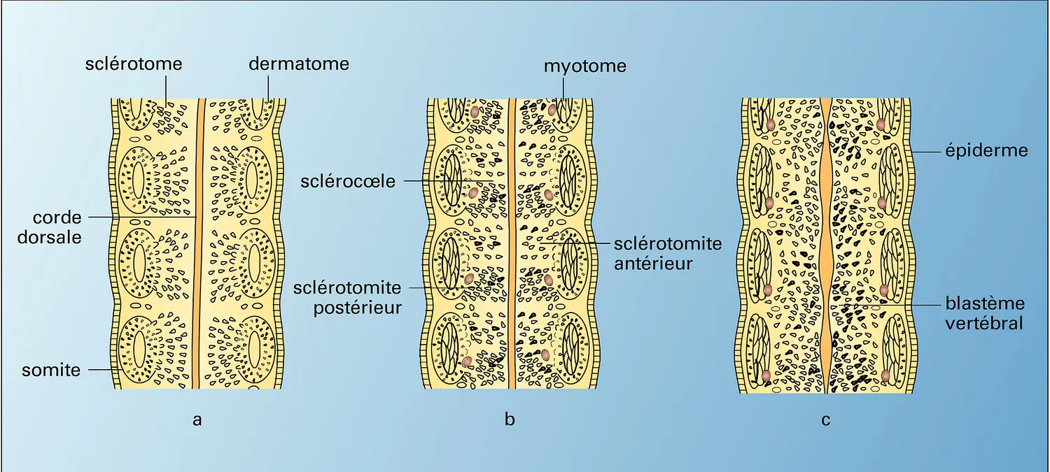 Sclérotomes