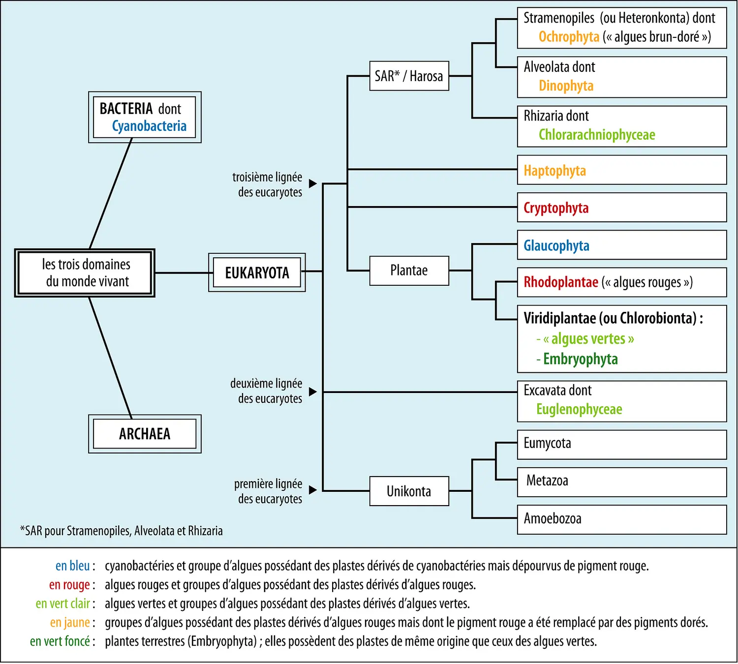 Algues et classification