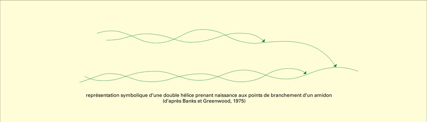 Amidon : structure des molécules - vue 4