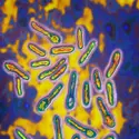 Bacille botulique - crédits : BSIP/ Universal Images Group/ Getty Images