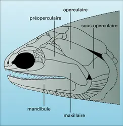 Pteronisculus : crâne - crédits : Encyclopædia Universalis France