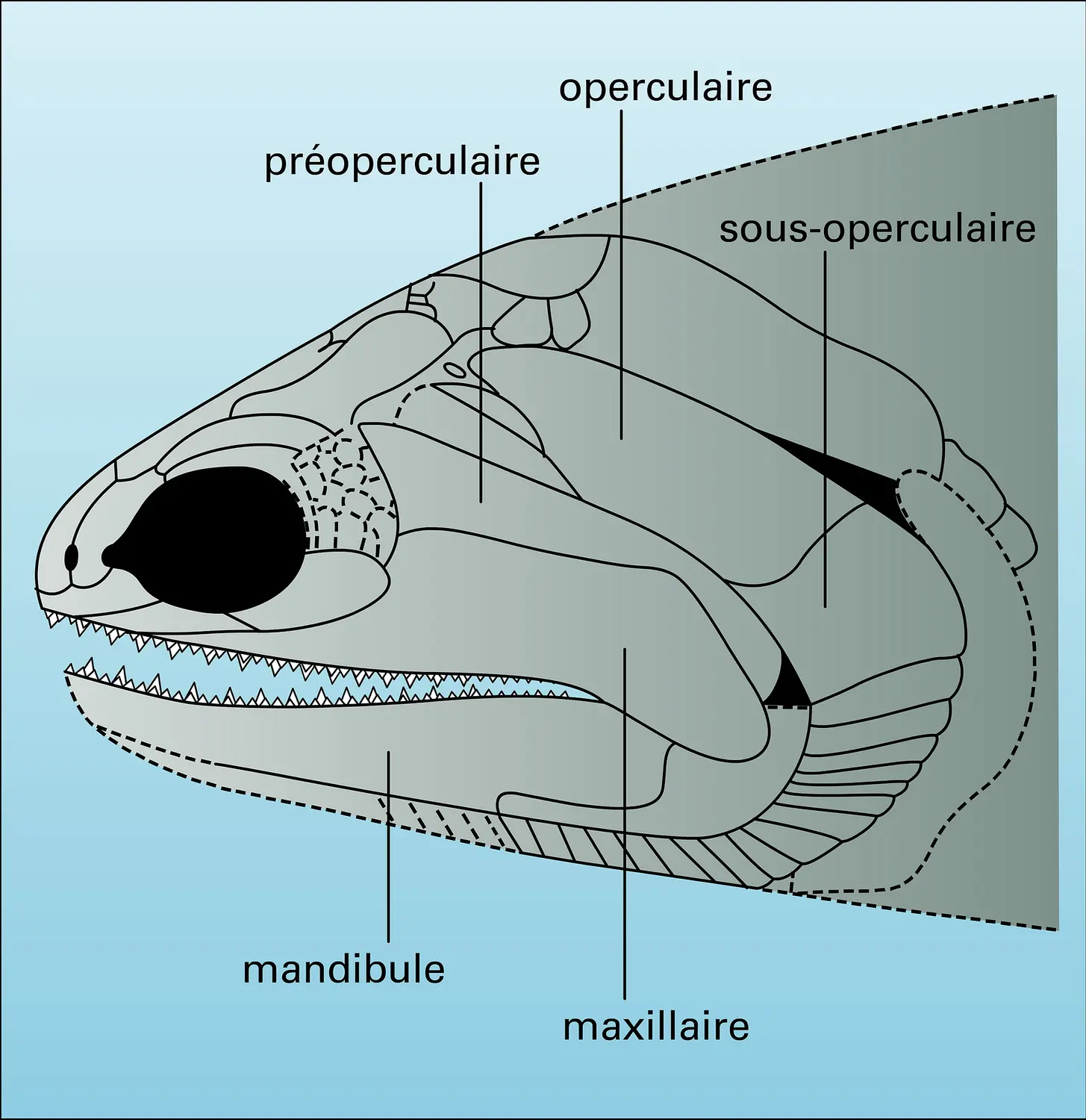 Pteronisculus : crâne