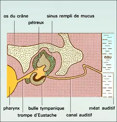 Oreille de cétacé - crédits : Encyclopædia Universalis France