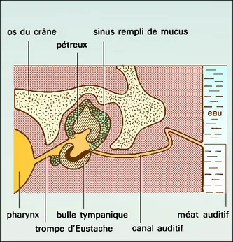 Oreille de cétacé