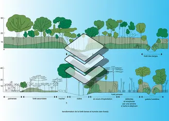 Afrique occidentale : action humaine sur les forêts - crédits : Encyclopædia Universalis France