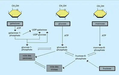 Hexoses - crédits : Encyclopædia Universalis France