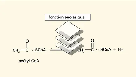 Citrate synthétase - crédits : Encyclopædia Universalis France