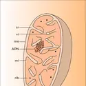 Mitochondrie : structure - crédits : Encyclopædia Universalis France