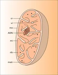 Mitochondrie : structure - crédits : Encyclopædia Universalis France