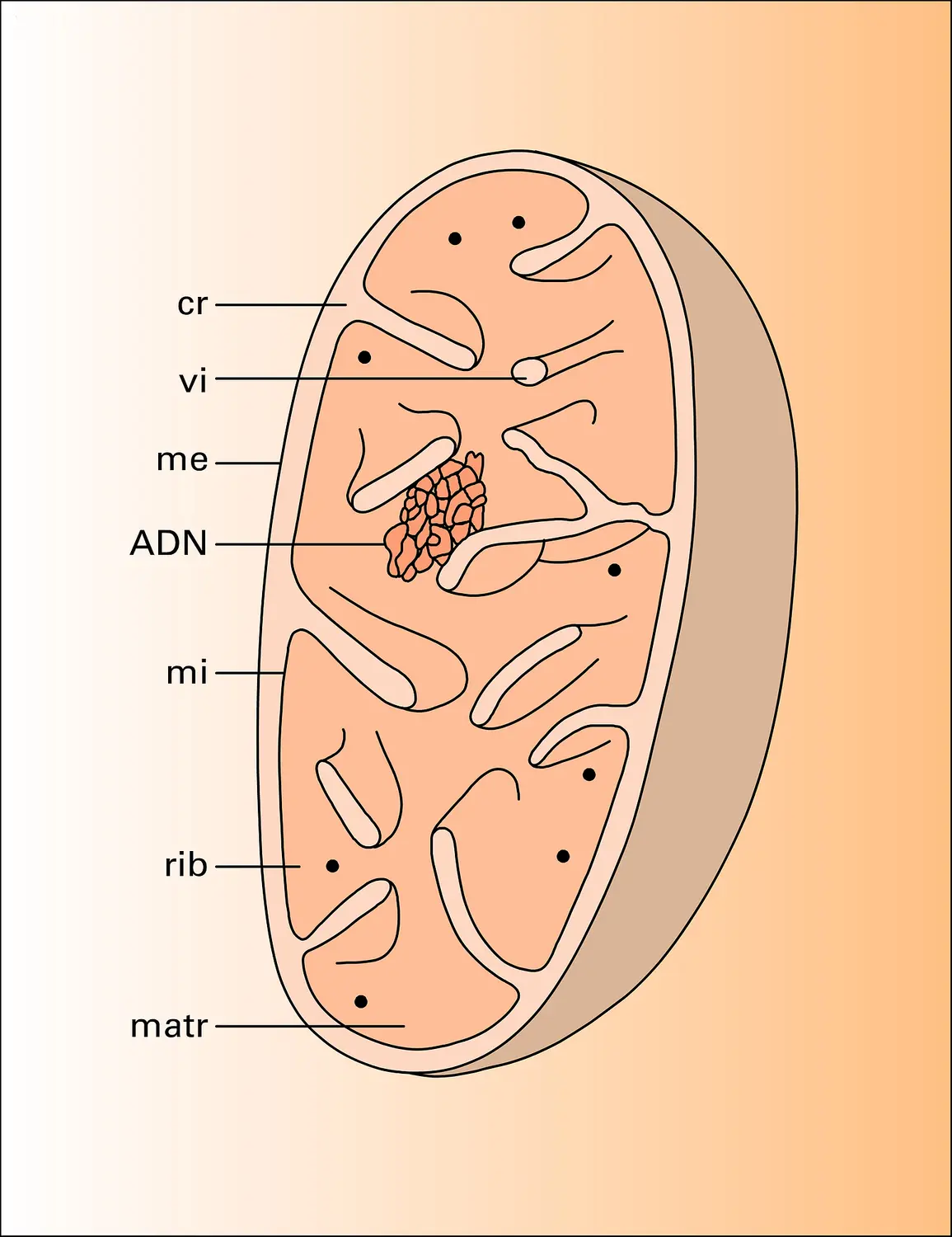 Mitochondrie : structure