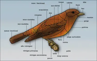 Passereau : morphologie - crédits : Encyclopædia Universalis France