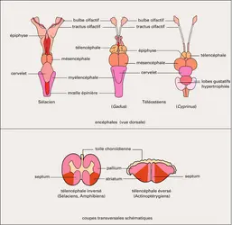 Encéphale des Poissons - crédits : Encyclopædia Universalis France