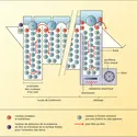 Photographie argentique : machine à rouleaux de développement des films - crédits : Encyclopædia Universalis France