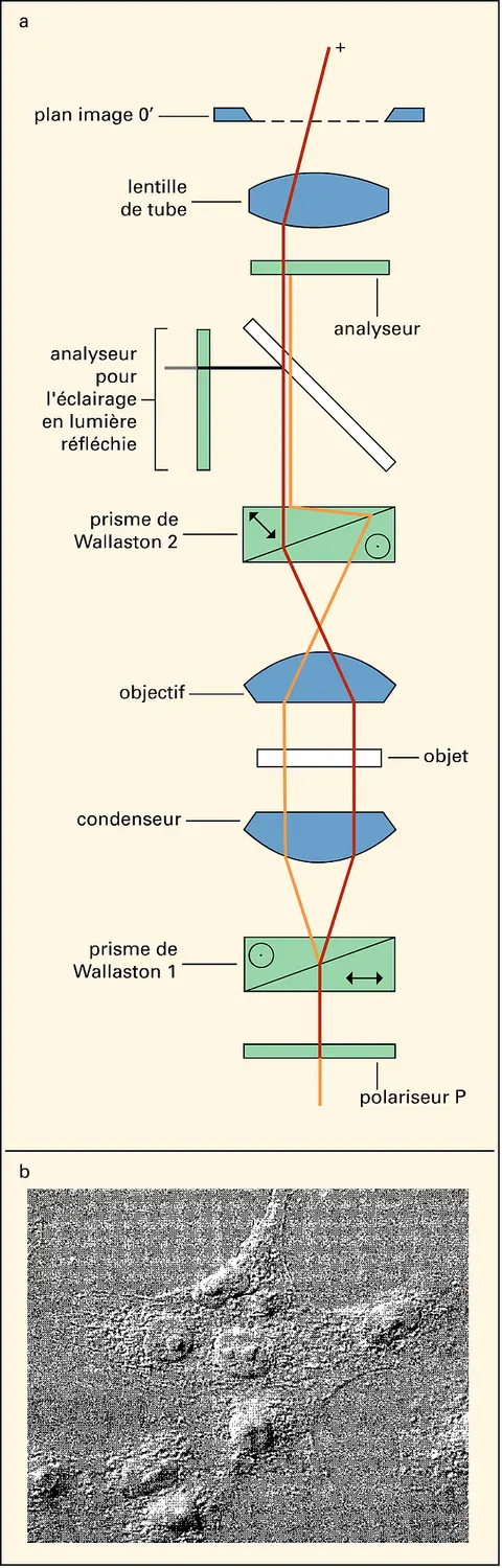 Contraste interférentiel différentiel