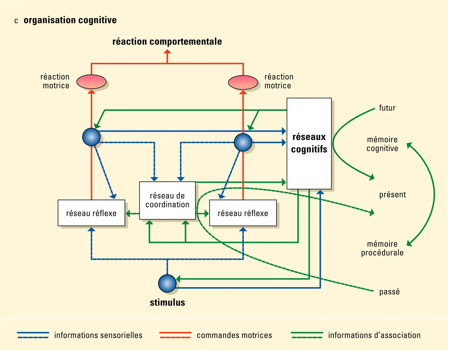 Vision : les trois grands types d'organisations nerveuses - vue 3