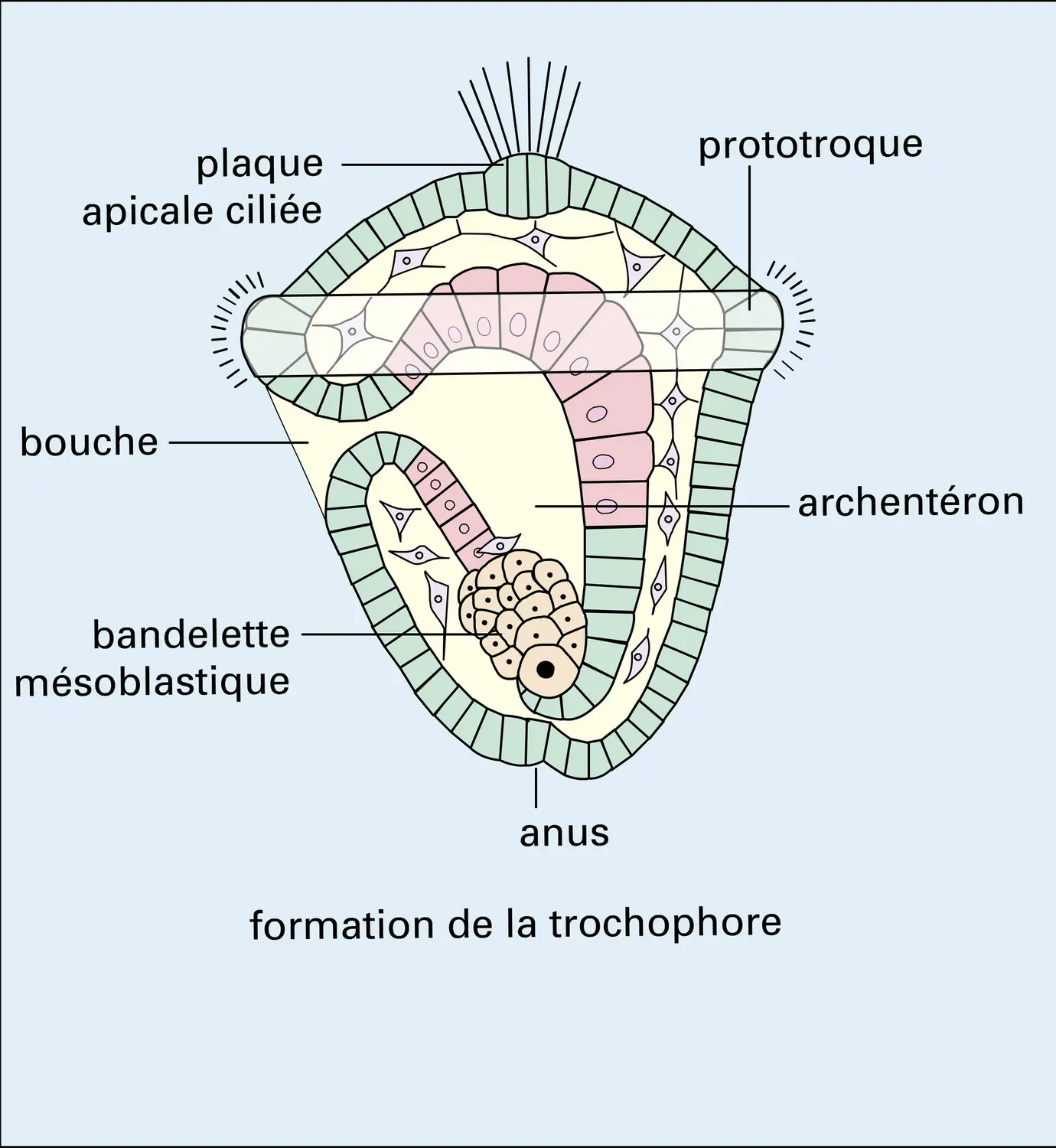 Segmentation sirale et larve trochopore - vue 4