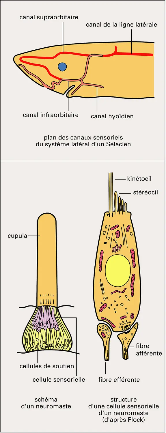 Système sensoriel latéral